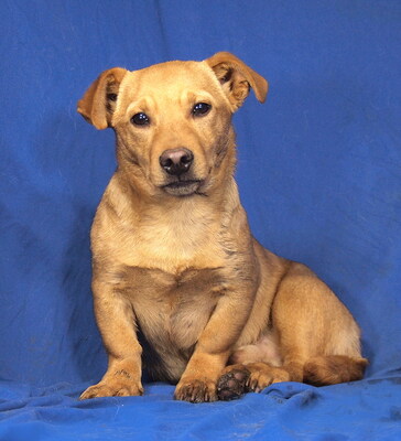 PEPPER - menschenorientiert, anhänglich, fröhlich, lebhaft, verspielt, klug, Mischling Welpen - Rüde