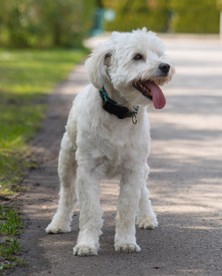 PEPSI, Mischling - Rüde