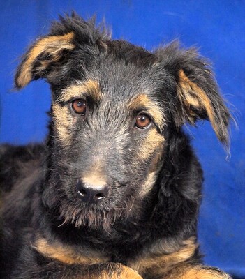 PEPSI - R E S E R V I E R T !!!!! sehr lieb und fröhlich, aufgeweckt, lebhaft, gelehrig