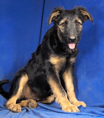 PEPSI - R E S E R V I E R T !!!!! sehr lieb und fröhlich, aufgeweckt, lebhaft, gelehrig, Mischling - Rüde