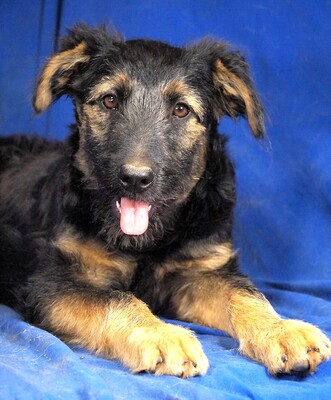 PEPSI - R E S E R V I E R T !!!!! sehr lieb und fröhlich, aufgeweckt, lebhaft, gelehrig, Mischling - Rüde