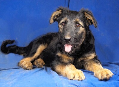 PEPSI - R E S E R V I E R T !!!!! sehr lieb und fröhlich, aufgeweckt, lebhaft, gelehrig, Mischling - Rüde