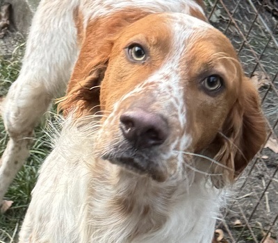 PET, Setter-Mischling - Rüde