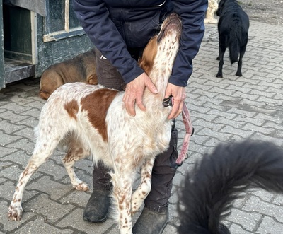 PET, Setter-Mischling - Rüde