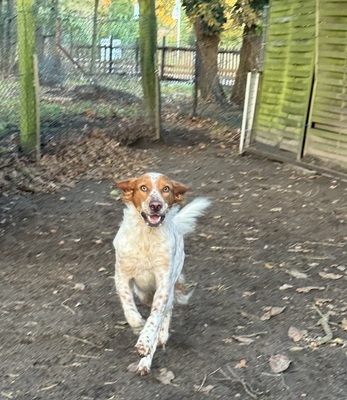 PET, Setter-Mischling - Rüde