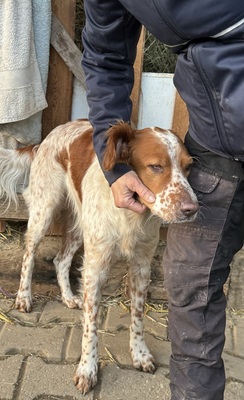 PET, Setter-Mischling - Rüde