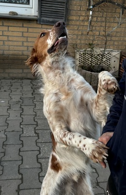 PET, Setter-Mischling - Rüde