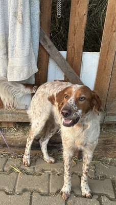 PET, Setter-Mischling - Rüde