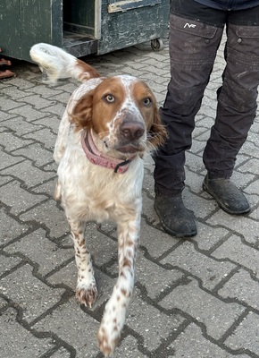 PET, Setter-Mischling - Rüde