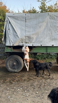 PET, Setter-Mischling - Rüde