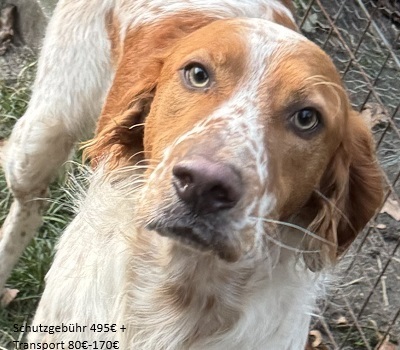 PET, Setter-Mischling - Rüde