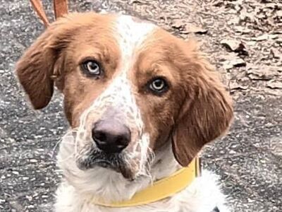 PET, Setter-Mischling - Rüde