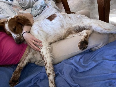PET, Setter-Mischling - Rüde