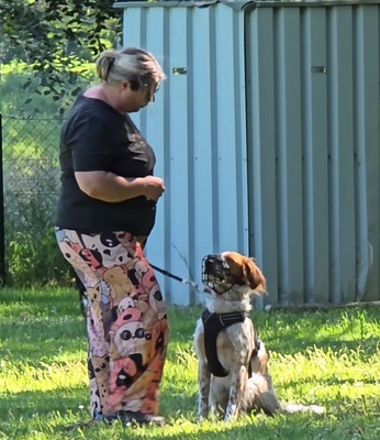 PET, Setter-Mischling - Rüde