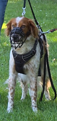 PET, Setter-Mischling - Rüde