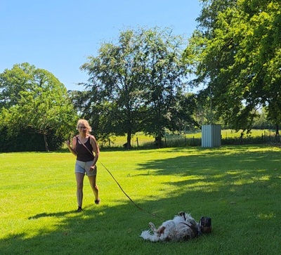 PET, Setter-Mischling - Rüde