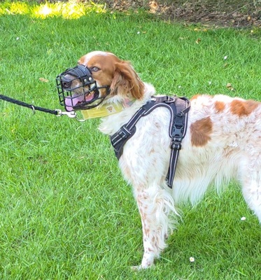 PET, Setter-Mischling - Rüde