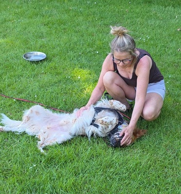 PET, Setter-Mischling - Rüde