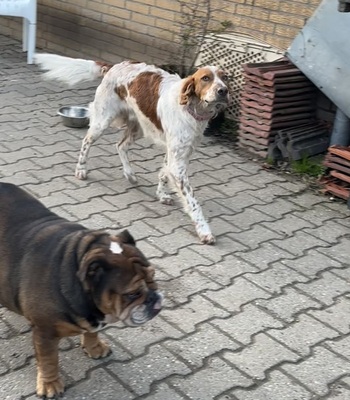 PET, Setter Mix - Rüde