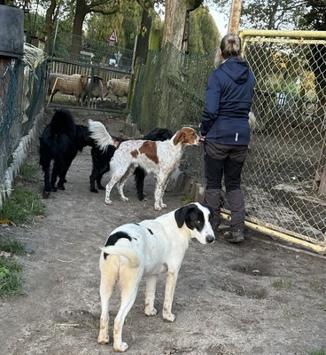 PET, Setter Mix - Rüde