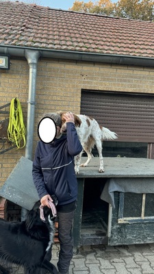 PET, Setter Mix - Rüde