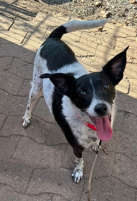 PETITA, Mischling - Hündin