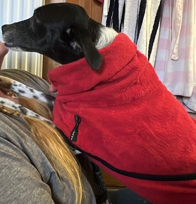 PETITA, Mischling - Hündin