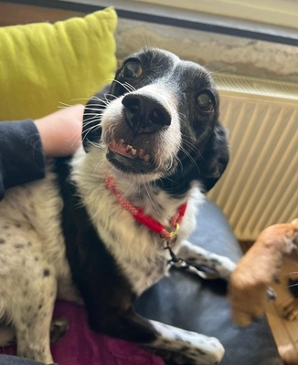 PETITA, Mischling - Hündin