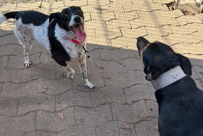 PETITA, Mischling - Hündin