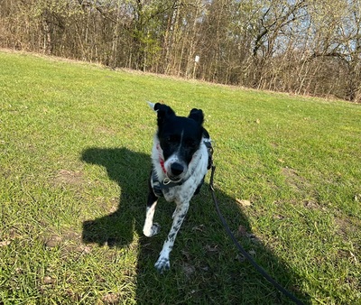 PETITA, Mischling - Hündin