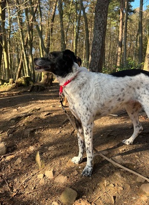 PETITA, Mischling - Hündin