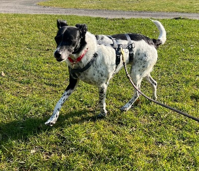 PETITA, Mischling - Hündin