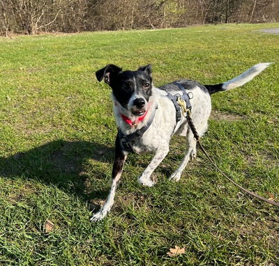 PETITA, Mischling - Hündin