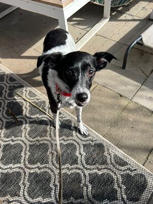 PETITA, Mischling - Hündin