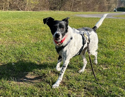 PETITA, Mischling - Hündin