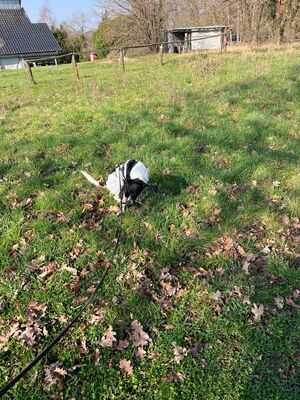 PETITA, Mischling - Hündin