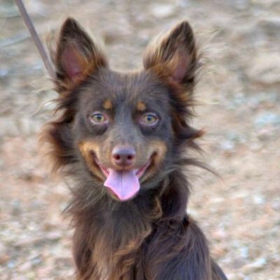 PHIL - Linares, Mischling - kastriert - Rüde