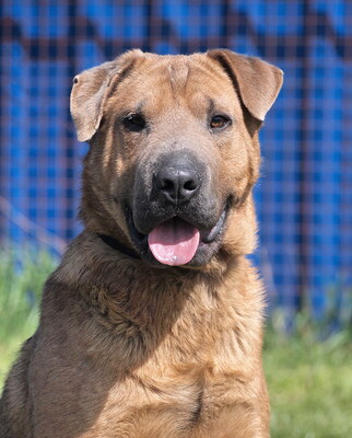 PHILIP - nettes und offenes Wesen, immer fröhlich, neugierig, anhänglich, manchmal dickköpfig, als Zweithund nur zu einer Hündin, Shar Pei Mischling - Rüde