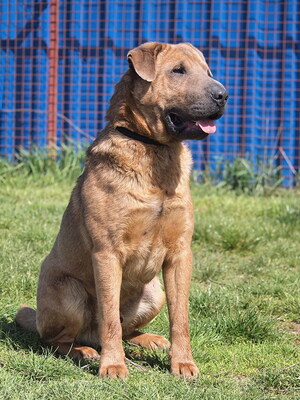 PHILIP - nettes und offenes Wesen, immer fröhlich, neugierig, anhänglich, manchmal dickköpfig, als Zweithund nur zu einer Hündin, Shar Pei Mischling - Rüde