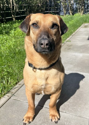 PHOEBE - R E S E R V I E R T !!!!! sehr lieb und aufgeweckt, verschmust, gelehrig, lebhaft, anfangs schüchtern, Mischling - Betreuungsplatz OÖ - Hündin