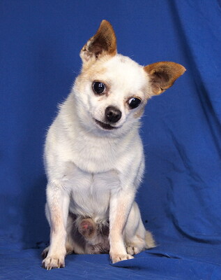 PICCOLO - sehr anhänglich, kuschelt gern, aufmerksam, gelehrig, anfangs etwas ängstlich, als Zweithund zu einer Hündin