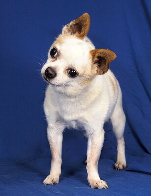 PICCOLO - sehr anhänglich, kuschelt gern, aufmerksam, gelehrig, anfangs etwas ängstlich, als Zweithund zu einer Hündin, Chihuahua - Rüde