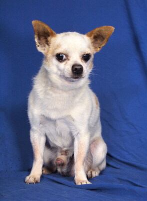 PICCOLO - sehr anhänglich, kuschelt gern, aufmerksam, gelehrig, anfangs etwas ängstlich, als Zweithund zu einer Hündin, Chihuahua - Rüde