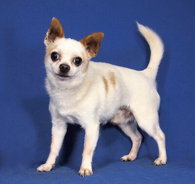 PICCOLO - sehr anhänglich, kuschelt gern, aufmerksam, gelehrig, anfangs etwas ängstlich, als Zweithund zu einer Hündin, Chihuahua - Rüde