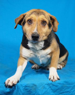 PICO - R E S E R V I E R T !!!!! ausgeglichen, ruhiges Wesen, freundlich, anhänglich, gelehrig, als Zweithund zu einer Hündin, Mischling - Rüde