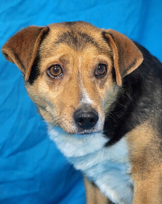 PICO - R E S E R V I E R T !!!!! ausgeglichen, ruhiges Wesen, freundlich, anhänglich, gelehrig, als Zweithund zu einer Hündin, Mischling - Rüde