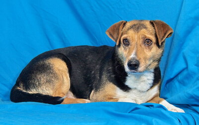 PICO - R E S E R V I E R T !!!!! ausgeglichen, ruhiges Wesen, freundlich, anhänglich, gelehrig, als Zweithund zu einer Hündin, Mischling - Rüde