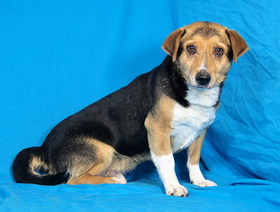 PICO - R E S E R V I E R T !!!!! ausgeglichen, ruhiges Wesen, freundlich, anhänglich, gelehrig, als Zweithund zu einer Hündin, Mischling - Rüde