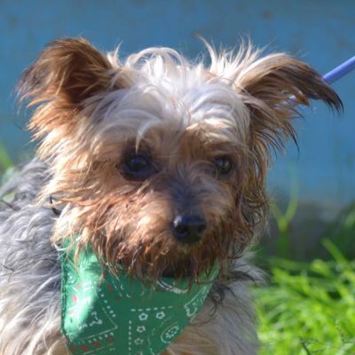 PICOLO - Linares - NOTFALL!!!, Yorkshire-Terrier - kastriert - Rüde