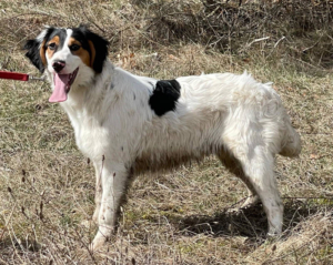 PIER - hübscher Hundejüngling sucht SEIN ZUHAUSE - NOTFALL, PIER - hübscher Hundejüngling sucht SEIN ZUHAUSE - NOTFALL Welpen - Rüde